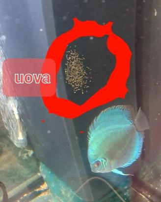 3 discus blu cobalto