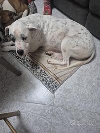 Dogo argentino femmina