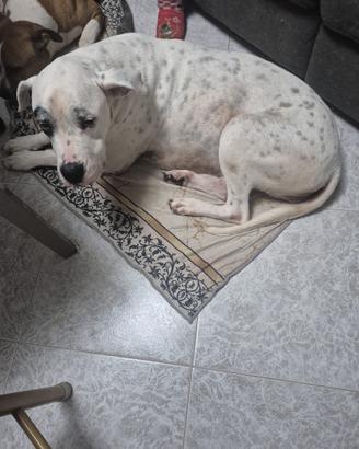 Dogo argentino femmina