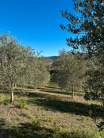 Uliveto in Val d'Orcia