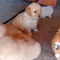 Golden retriever americani