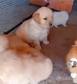 Golden retriever americani