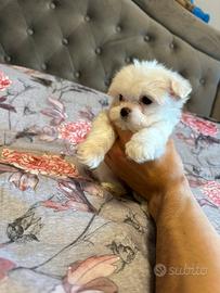 Cuccioli maltese mini toy