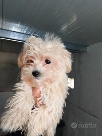 Maltipoo