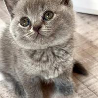 Cuccioli Scottish e british