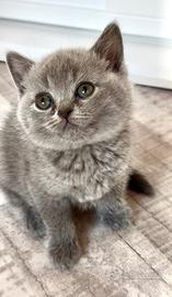 Cuccioli Scottish e british