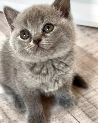 Cuccioli Scottish e british