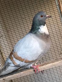 Piccioni Cauchois e Carneau