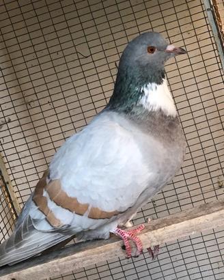 Piccioni Cauchois e Carneau