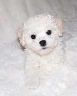 Bichon a pòil frisè