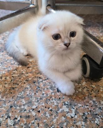 Scottish fold e straight