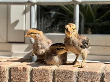 Pulcini olivegger marans araucana e wyandotte