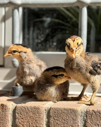 Pulcini olivegger marans araucana e wyandotte