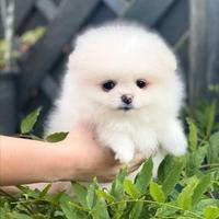 Cuccioli spitz pomerania colore bianco
