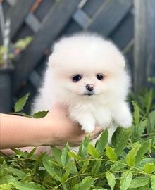 Cuccioli spitz pomerania colore bianco