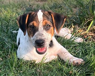 Jack russell