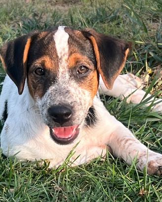 Jack russell