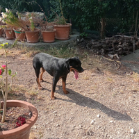 Femmina rottweiler