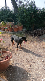 Femmina rottweiler