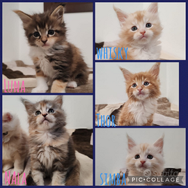Cuccioli maine coon con pedigree