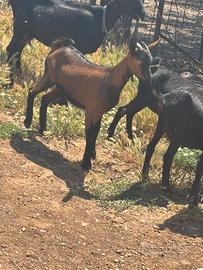 Capre camosciate-murciane