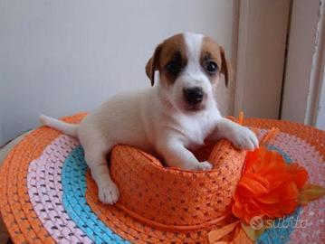 Jack Russell Terrier femminucce broken e lisce