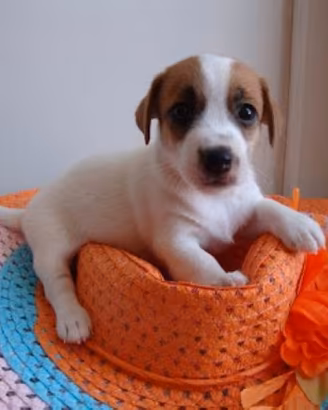 Jack Russell Terrier femminucce broken e lisce