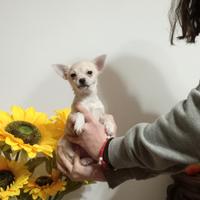 Chihuahua piccola