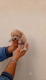 Barboncino mini toy albicocca Maschietto