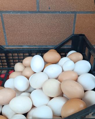 galline