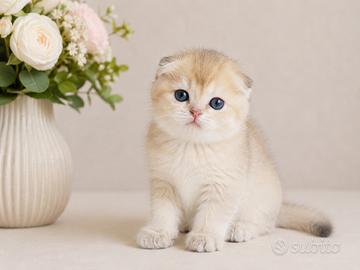 Scottish fold gattina allevamento pedigree