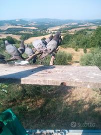Piccioni addestrati da palco