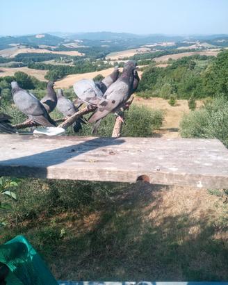 Piccioni addestrati da palco
