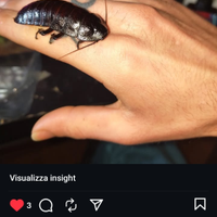 Blatta Del Madagascar