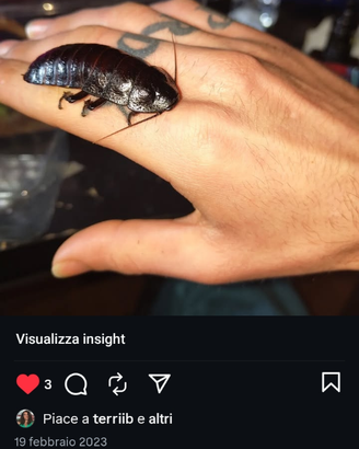 Blatta Del Madagascar