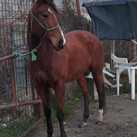 Cavalla psi