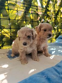 Cuccioli maltipoo mini