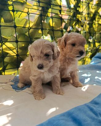 Cuccioli maltipoo mini