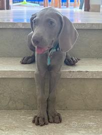 Cucciolo di bracco Weimaraner con pedigree