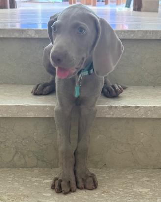 Cucciolo di bracco Weimaraner con pedigree