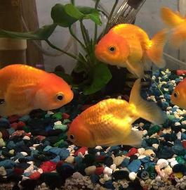 PESCI TROPICALI tantissime varietà