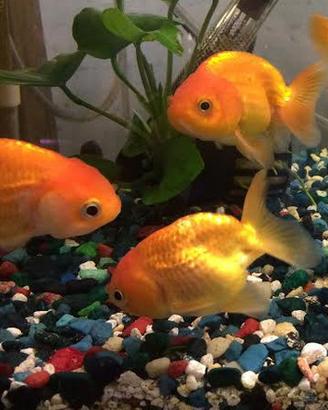 PESCI TROPICALI tantissime varietà