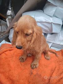 Cuccioli cocker