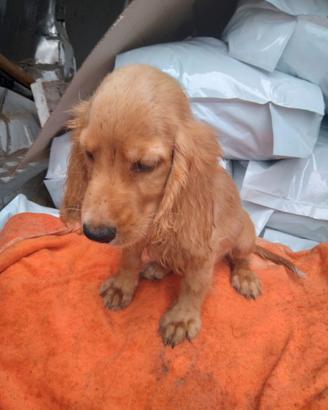 Cuccioli cocker
