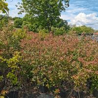 Photinia