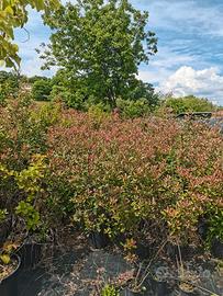 Photinia
