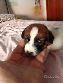 Jack Russell 