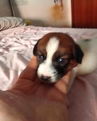 Jack Russell 