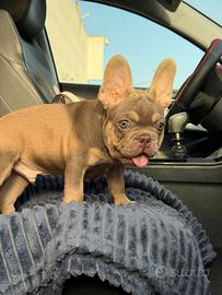Bulldog francese exotic