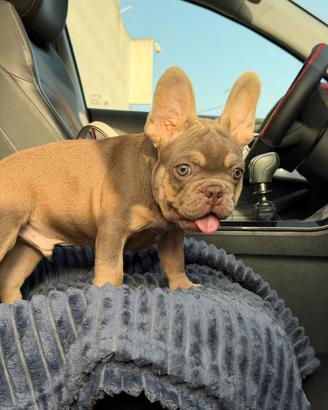 Bulldog francese exotic